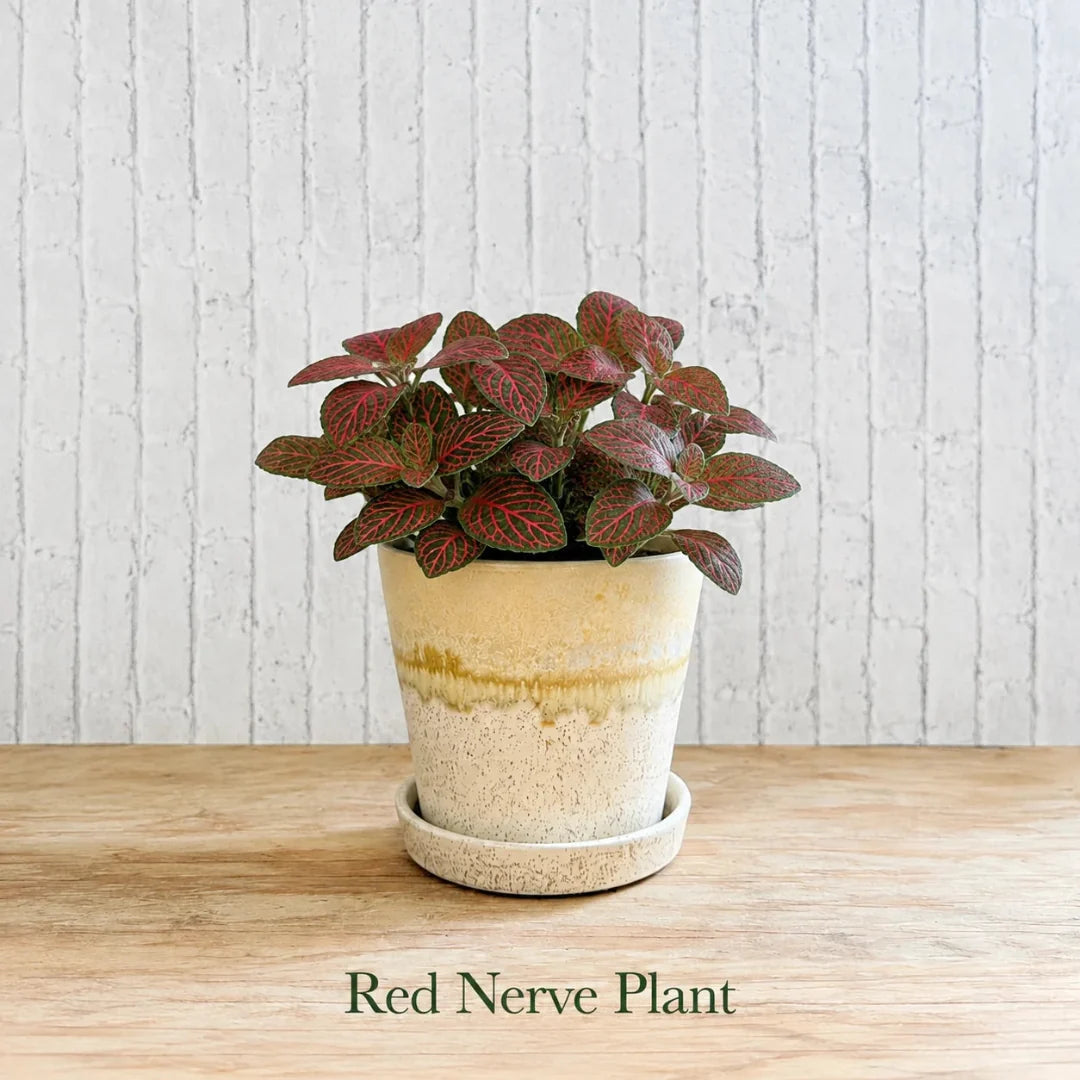 Red Fittonia albivenis nerve plant in decorative pot