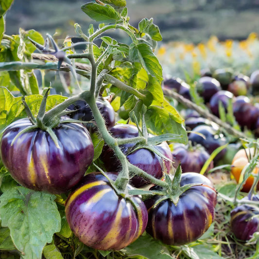 Tomato Plant 'Cherokee Purple' – vegetables