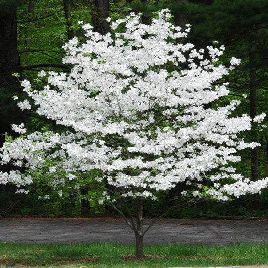 Landscape shot of Cherokee Princess White Dogwood