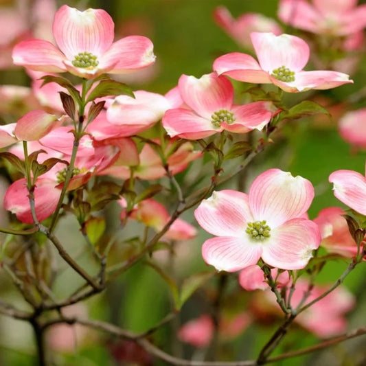 Vivid flowers from Cherokee Brave Dogwood Tree