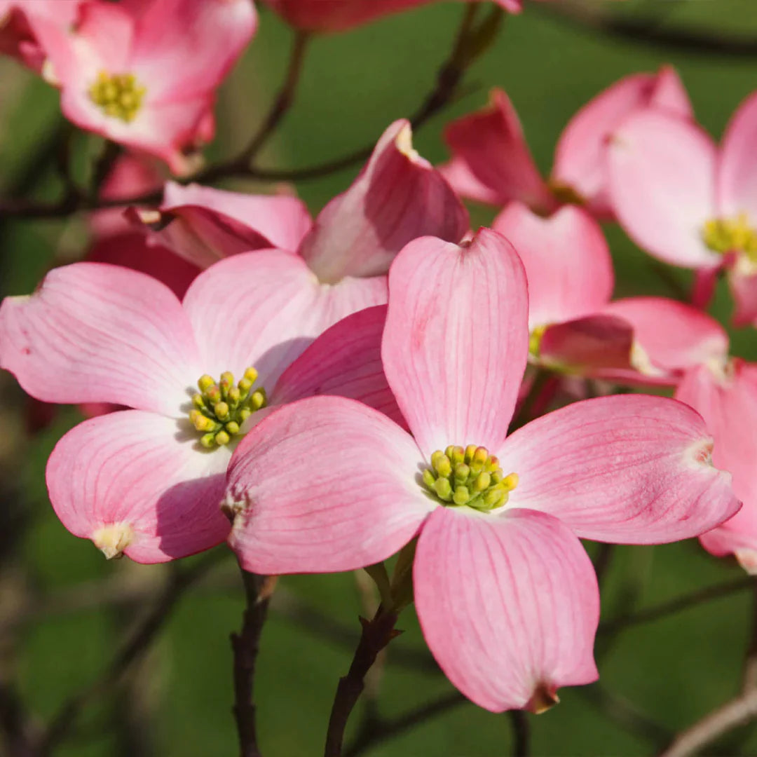 Cherokee Chief Dogwood Tree with deep pink flowers