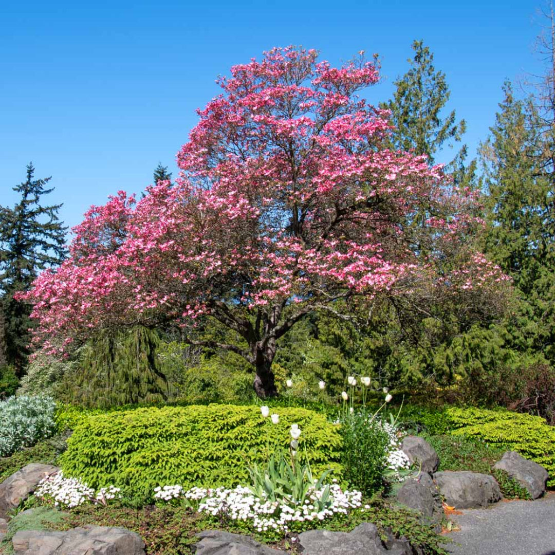 Bright blossoms on Cherokee Chief Dogwood branches