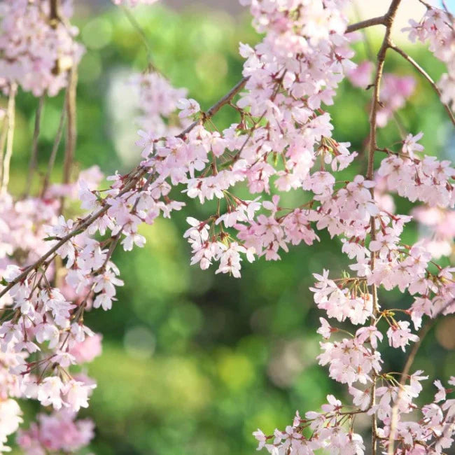 Cherry weeping Pendula tree with soft pink blossoms