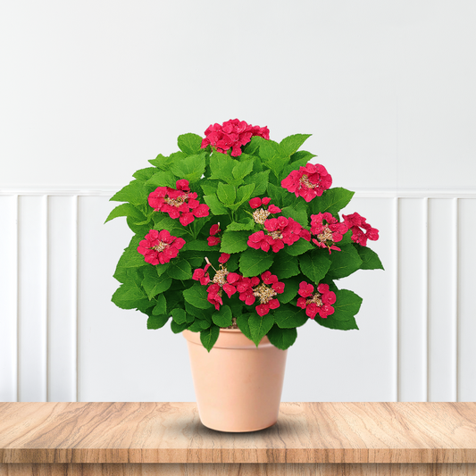 Cherry Explosion Hydrangea Bush with Vibrant Cherry Red Flowers
