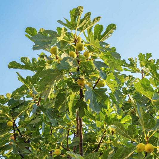 Chicago Hardy Fig Tree – Most Cold Hardy Fig | Live Fruit Tree | Zones 5–10 live plant for landscaping and home gardens