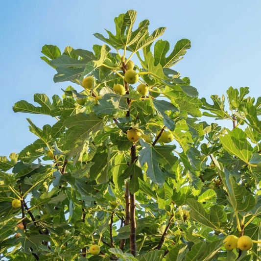 Chicago Hardy Fig sapling in a starter pot