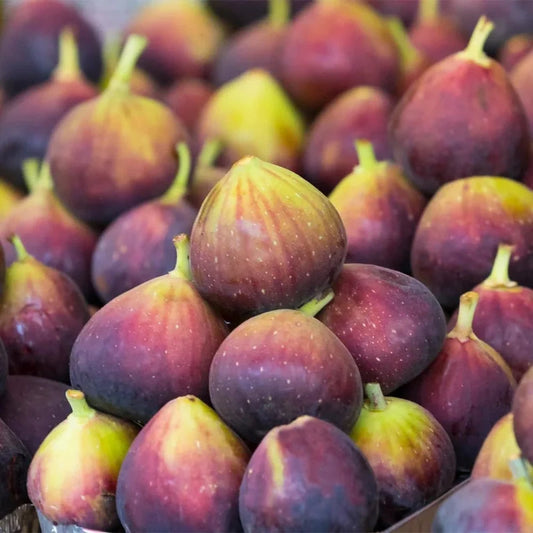 Juicy and ripe Chicago Hardy Figs ready for harvest