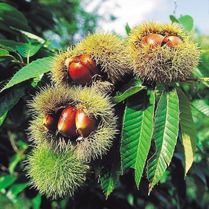 Chinese Chestnut Tree – Hardy Sweet Nut Tree (Castanea mollissima)