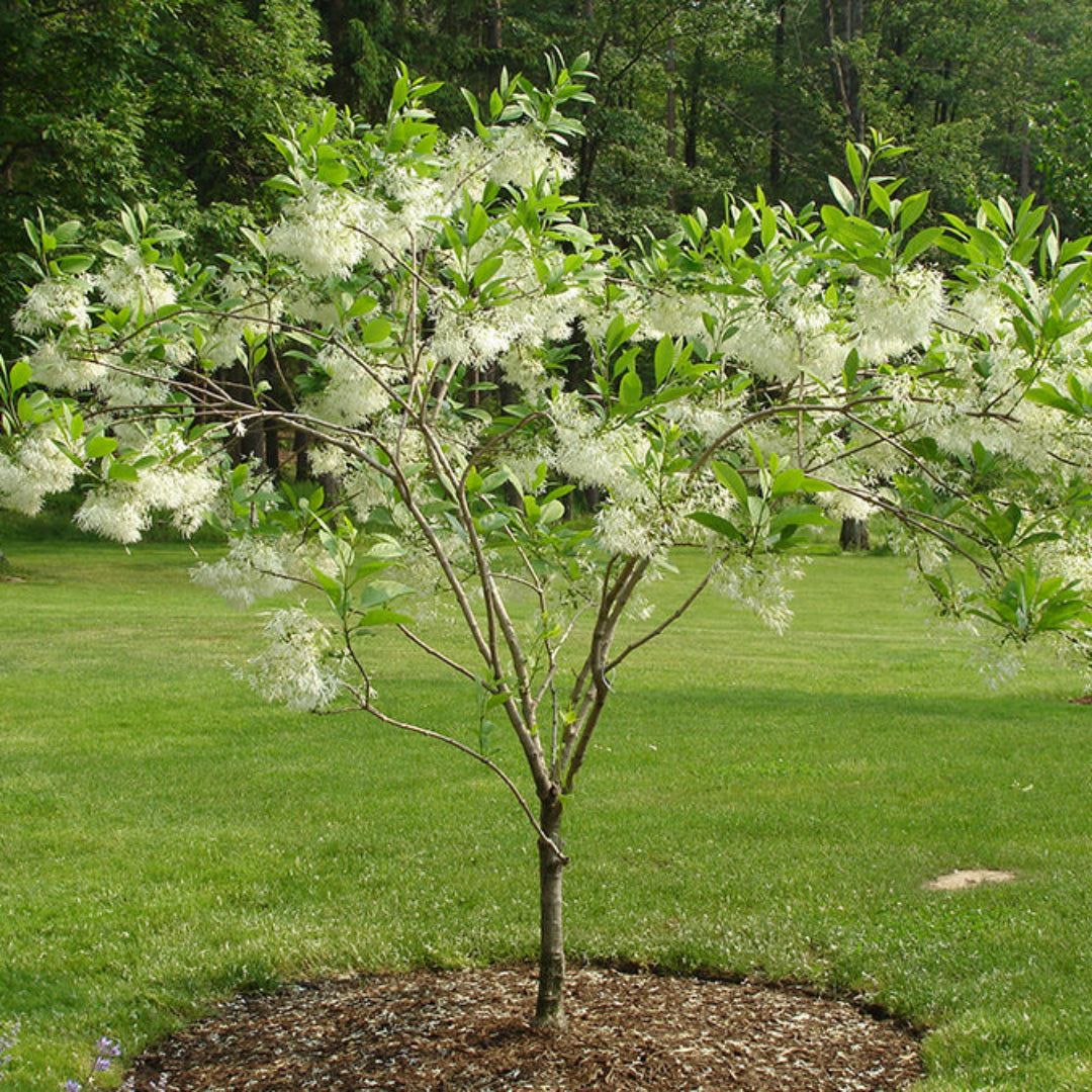 White Fringe Tree – Grancy Graybeard | Live Native Tree | Zones 3–9 live plant for landscaping and home gardens