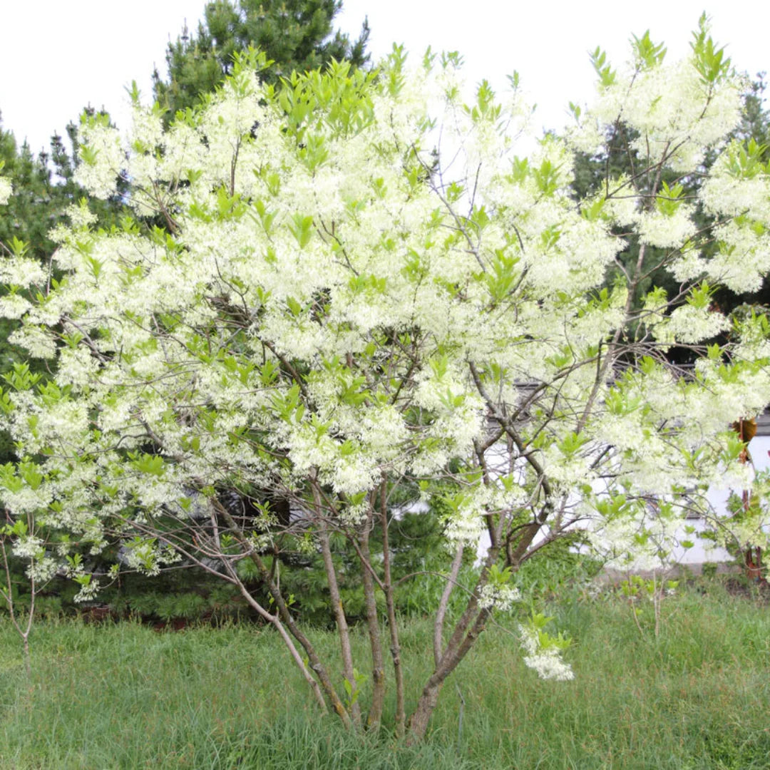 White Fringe Tree – Grancy Graybeard | Live Native Tree | Zones 3–9 live plant for landscaping and home gardens