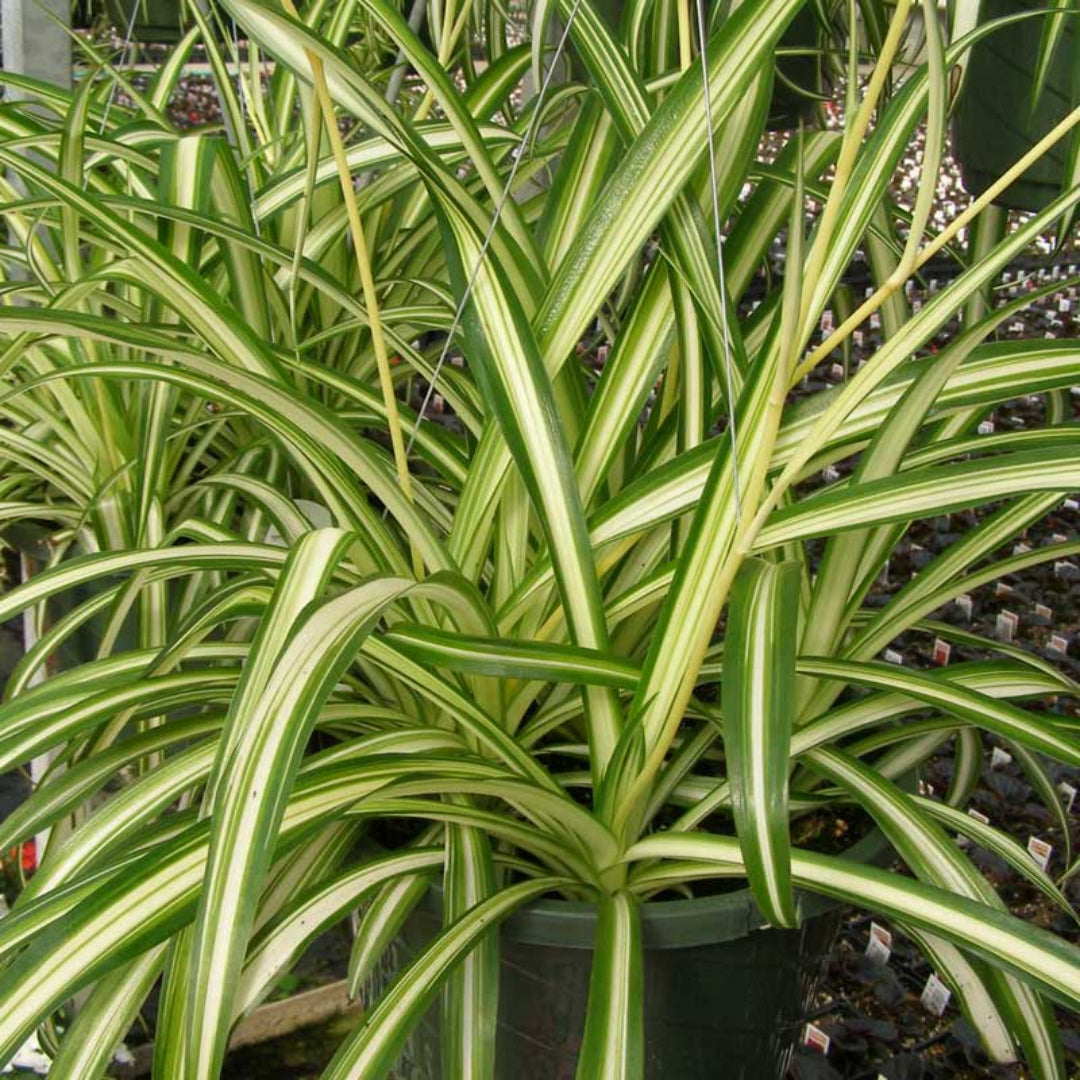 Spider Plant