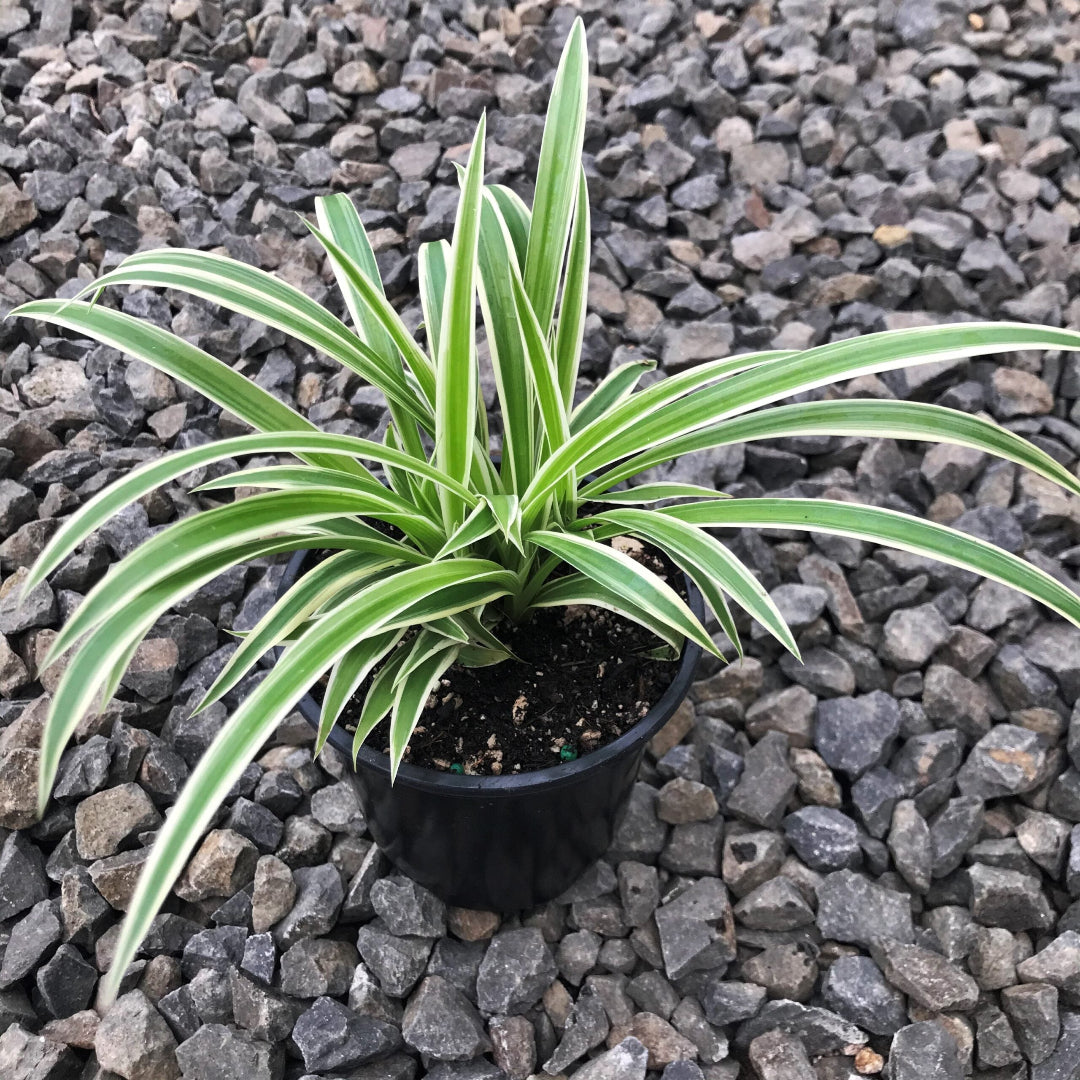 Spider Plant