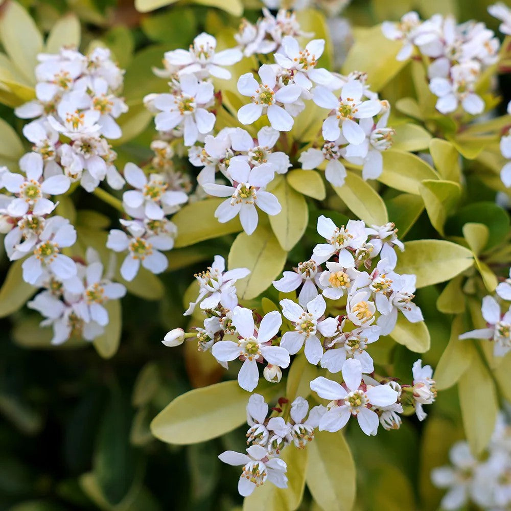 Sundance Mexican Orange Blossom – Golden Variegated Fragrant Shrub