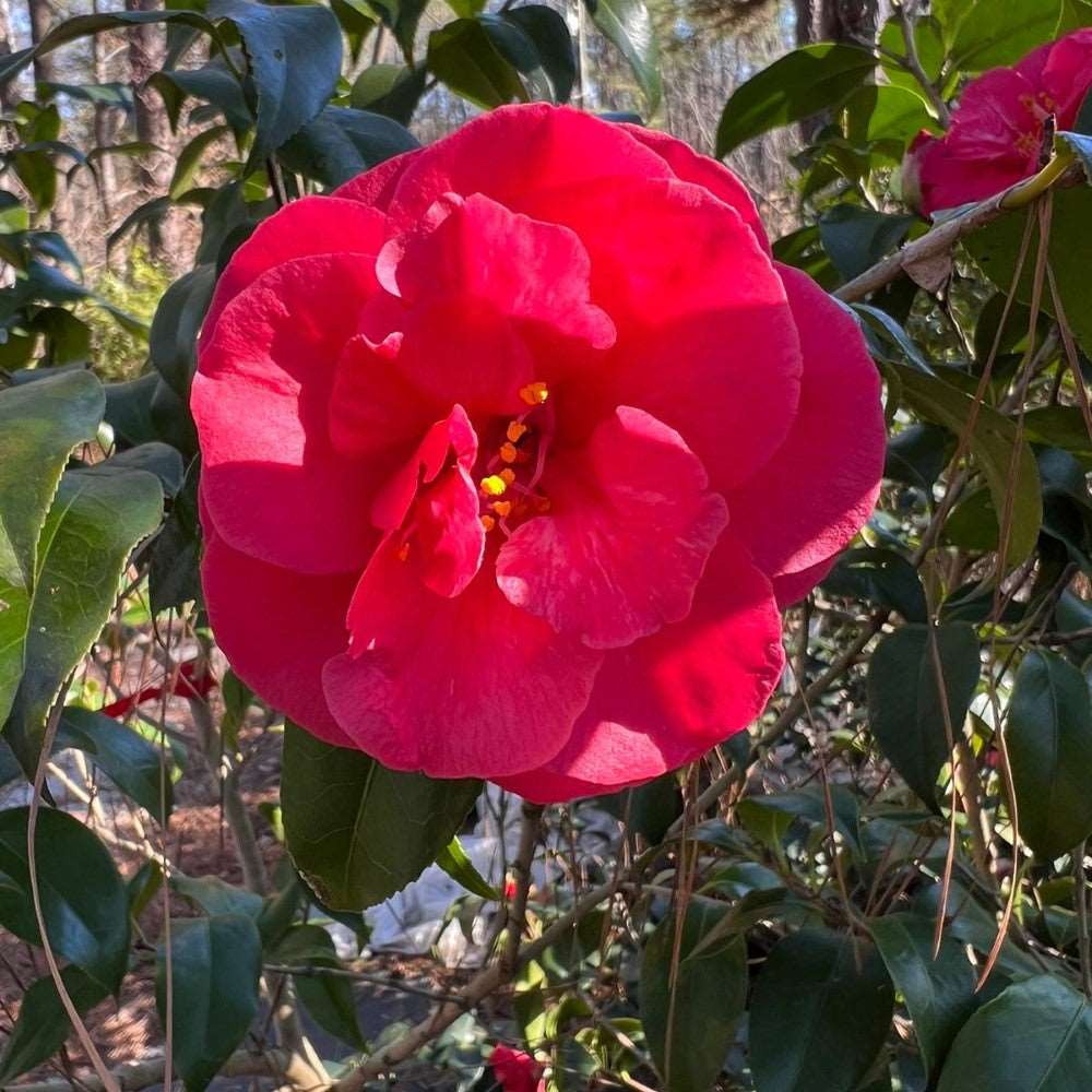 Camellia Christmas Beauty | Camellia Christmas Beauty is a stunning flower plant grown in zones 7-9. It's nature is evergreen with glossy leaves and large, vibrant pink blooms. Size varies from 6-8 feet tall and 4-6 feet wide.