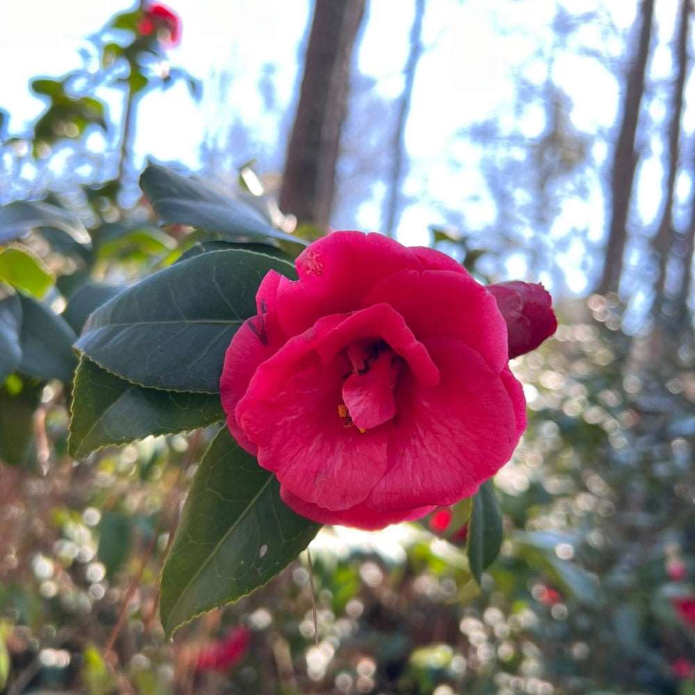 Camellia Christmas Beauty | Camellia Christmas Beauty is a stunning flower plant grown in zones 7-9. It's nature is evergreen with glossy leaves and large, vibrant pink blooms. Size varies from 6-8 feet tall and 4-6 feet wide.