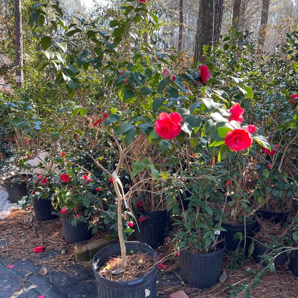 Camellia Christmas Beauty | Camellia Christmas Beauty is a stunning flower plant grown in zones 7-9. It's nature is evergreen with glossy leaves and large, vibrant pink blooms. Size varies from 6-8 feet tall and 4-6 feet wide.