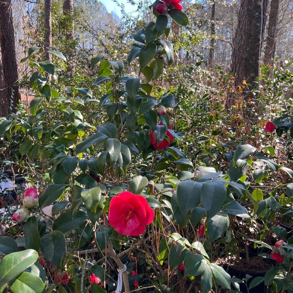 Camellia Christmas Beauty | Camellia Christmas Beauty is a stunning flower plant grown in zones 7-9. It's nature is evergreen with glossy leaves and large, vibrant pink blooms. Size varies from 6-8 feet tall and 4-6 feet wide.