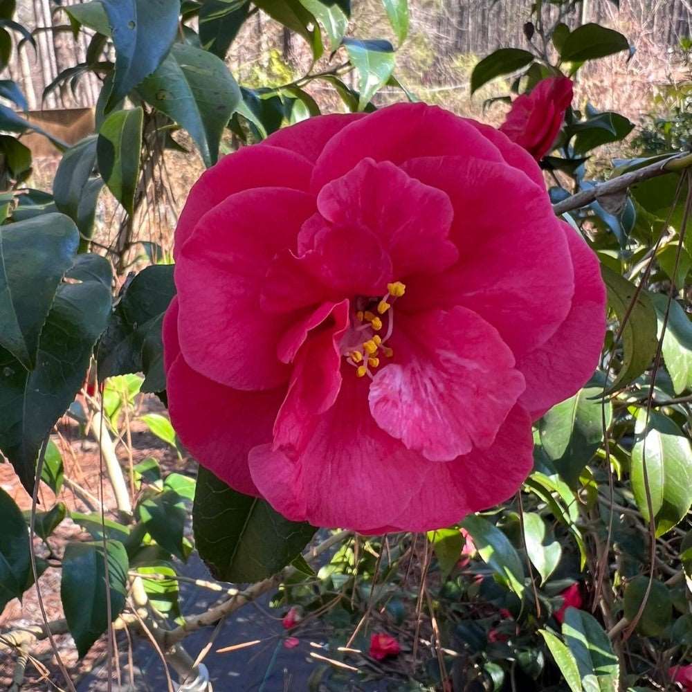 Camellia Christmas Beauty | Camellia Christmas Beauty is a stunning flower plant grown in zones 7-9. It's nature is evergreen with glossy leaves and large, vibrant pink blooms. Size varies from 6-8 feet tall and 4-6 feet wide.