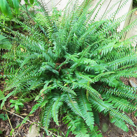Evergreen Christmas fern outdoor fern plant close up view