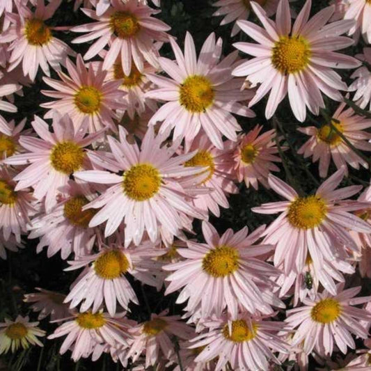 Sheffield Pink chrysanthemum garden planting