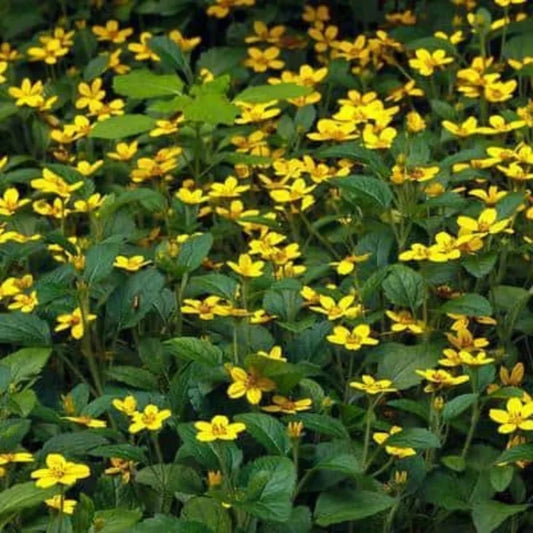 Chrysogonum virginianum Pierre Golden Star Perennial Groundcover