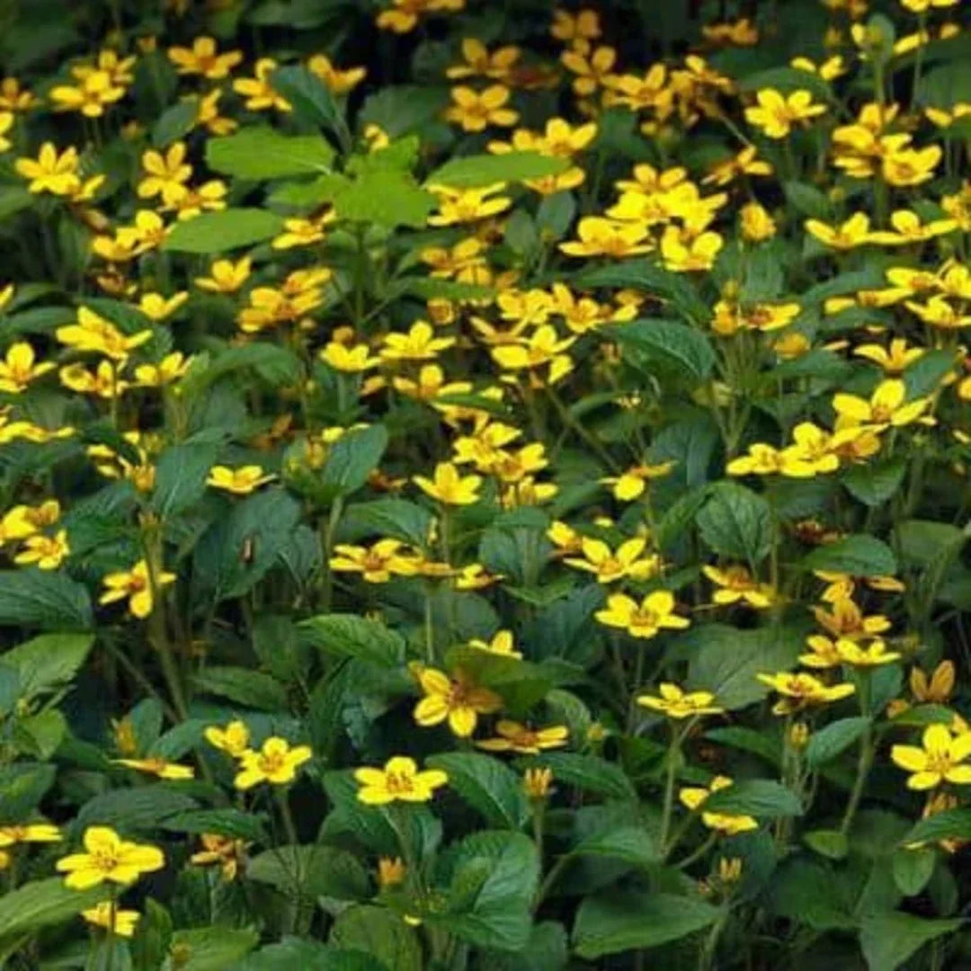 Green and Gold Chrysogonum groundcover perennial