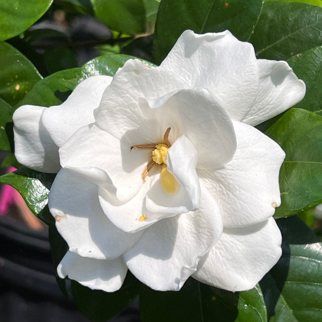 Fragrant Gardenia jasminoides in Bloom