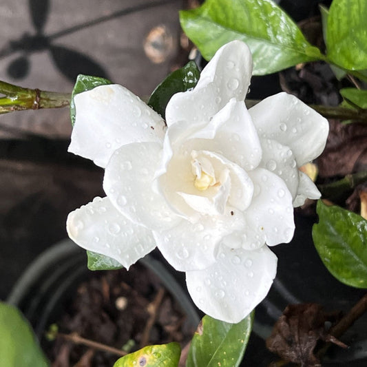 Cold Hardy Gardenia jasminoides Shrub