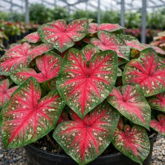 Caladium Plant – indoor plant