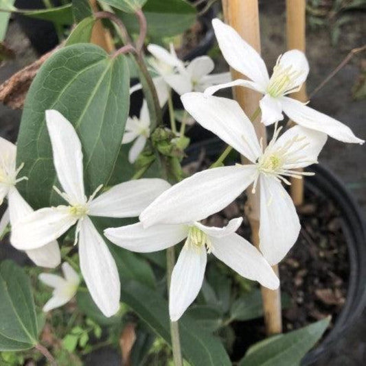 Fast growing Clematis armandii climbing vine on garden trellis