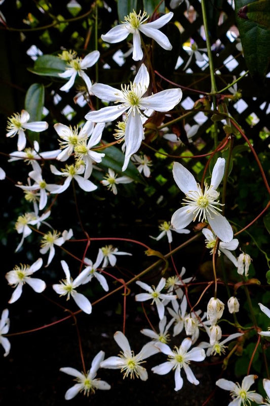 Evergreen clematis vine with glossy green leaves and white blooms