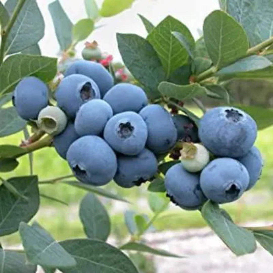 Blueberry bush producing clusters of sweet blue fruit on mature branches