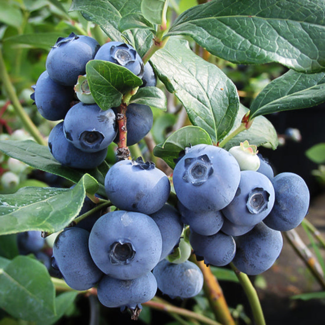 Young blueberry plant in a pot ready for planting in a home garden