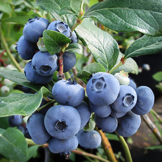 Young blueberry plant in a pot ready for planting in a home garden