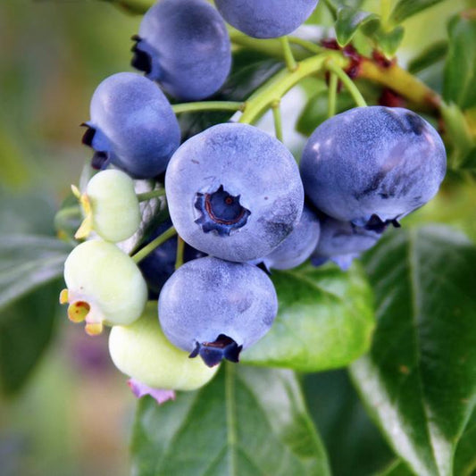 Healthy blueberry shrub with dense green foliage growing in a nursery container
