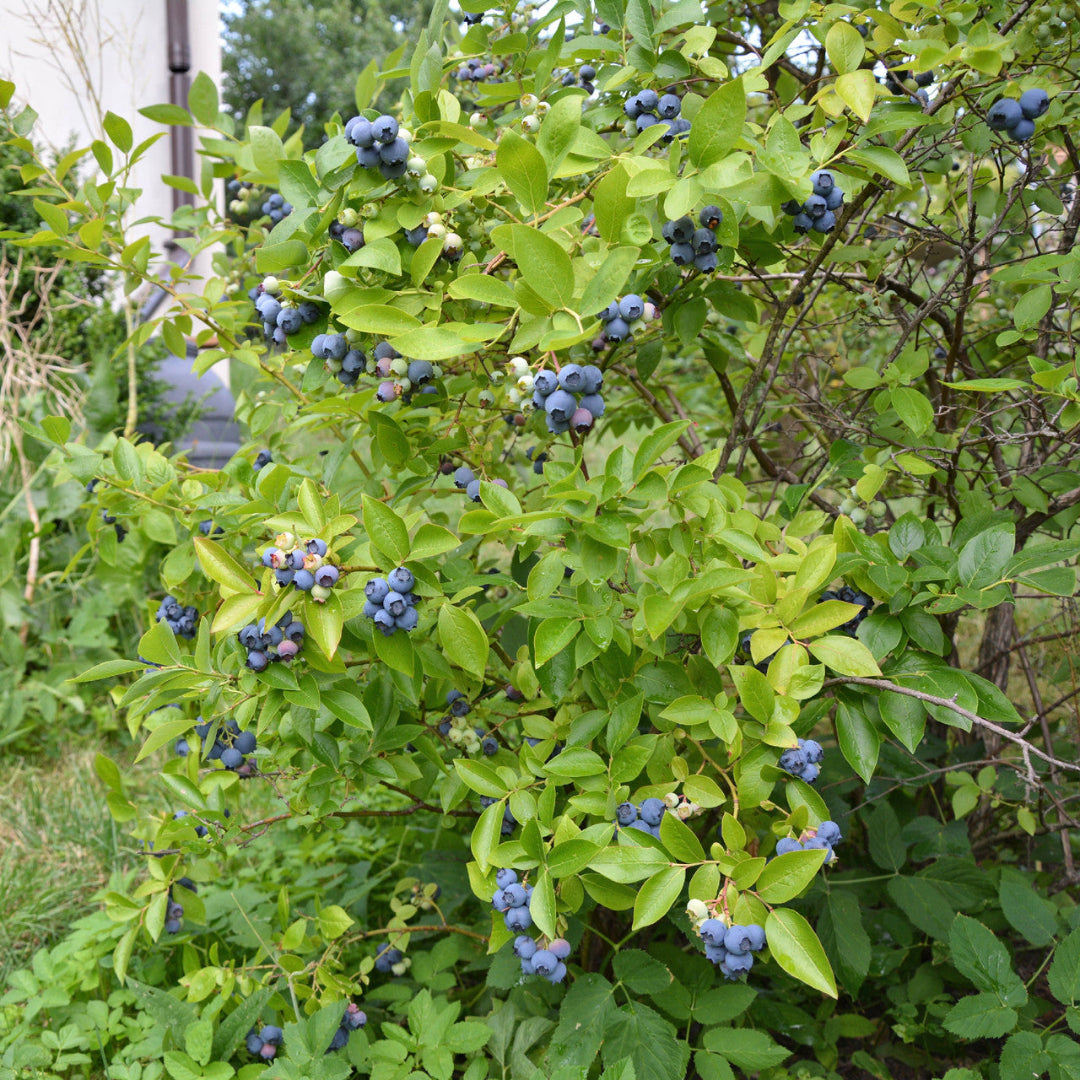Blueberry bush covered in ripe blue berries during the fruiting season