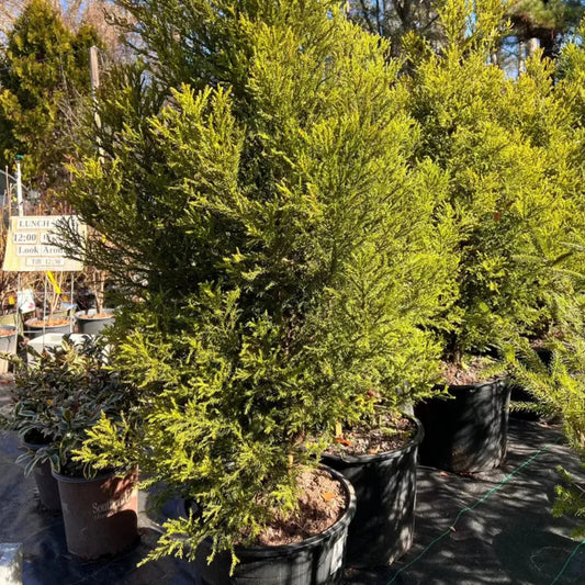 Cryptomeria Radicans growing in a landscape as a natural privacy tree