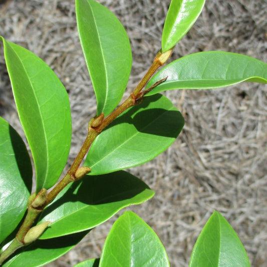 Banana Shrub Magnolia – Fragrant Banana-Scented Blooms | Zones 7–10 live plant for landscaping and home gardens