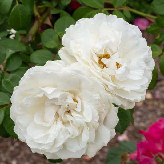 White climbing rose blooming on long stems in the garden