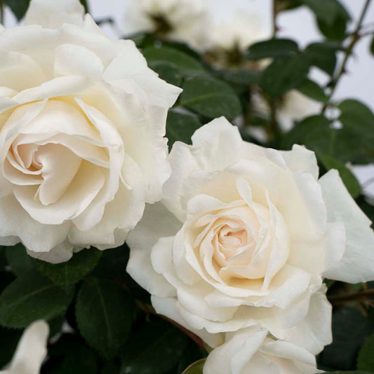 White rose flowers in full bloom with layered petals