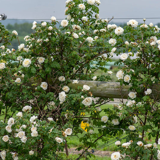 Climbing rose plant showing upright growth and dense foliage