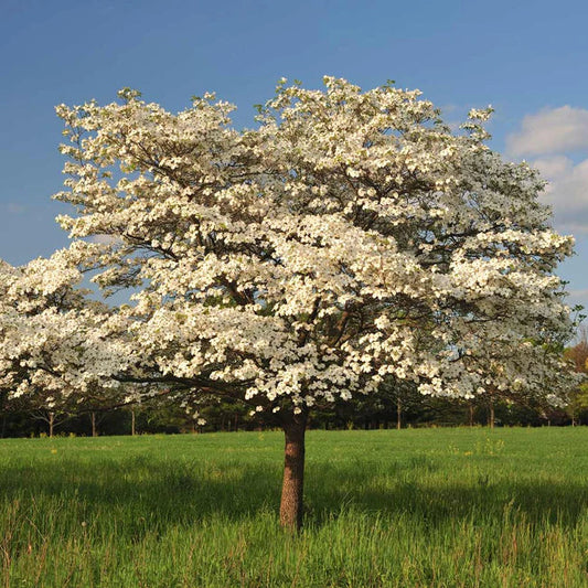 Potted Cloud 9 Dogwood sapling with foliage
