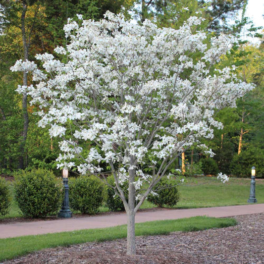 Cloud 9 Flowering Dogwood in full white flower