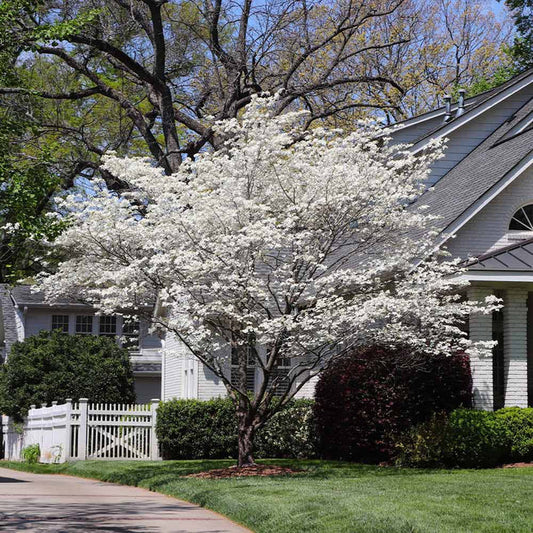 Blooming Cloud 9 Dogwood with layered branches