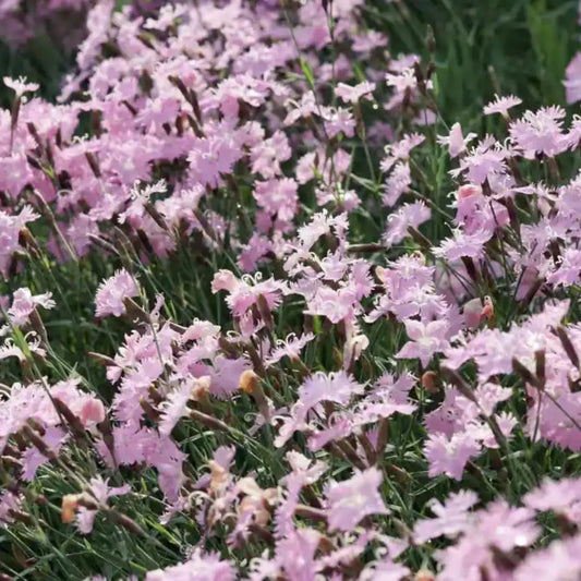 Clump of Bath’s Pink Dianthus blooms