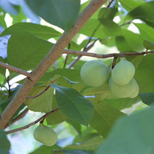 Cluster of pawpaw fruits hanging from a mature pawpaw tree
