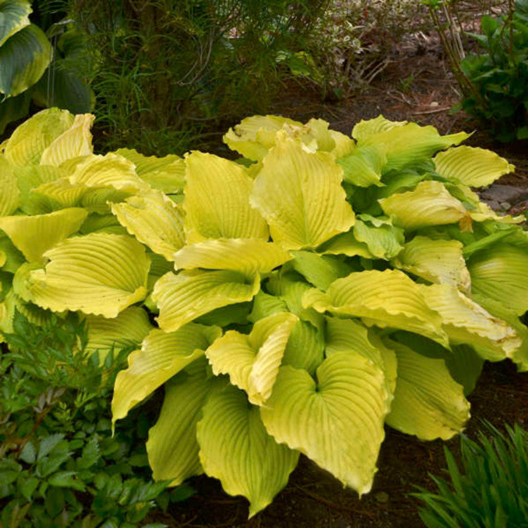 Hosta Shadowland 'Coast to Coast' - [EG]