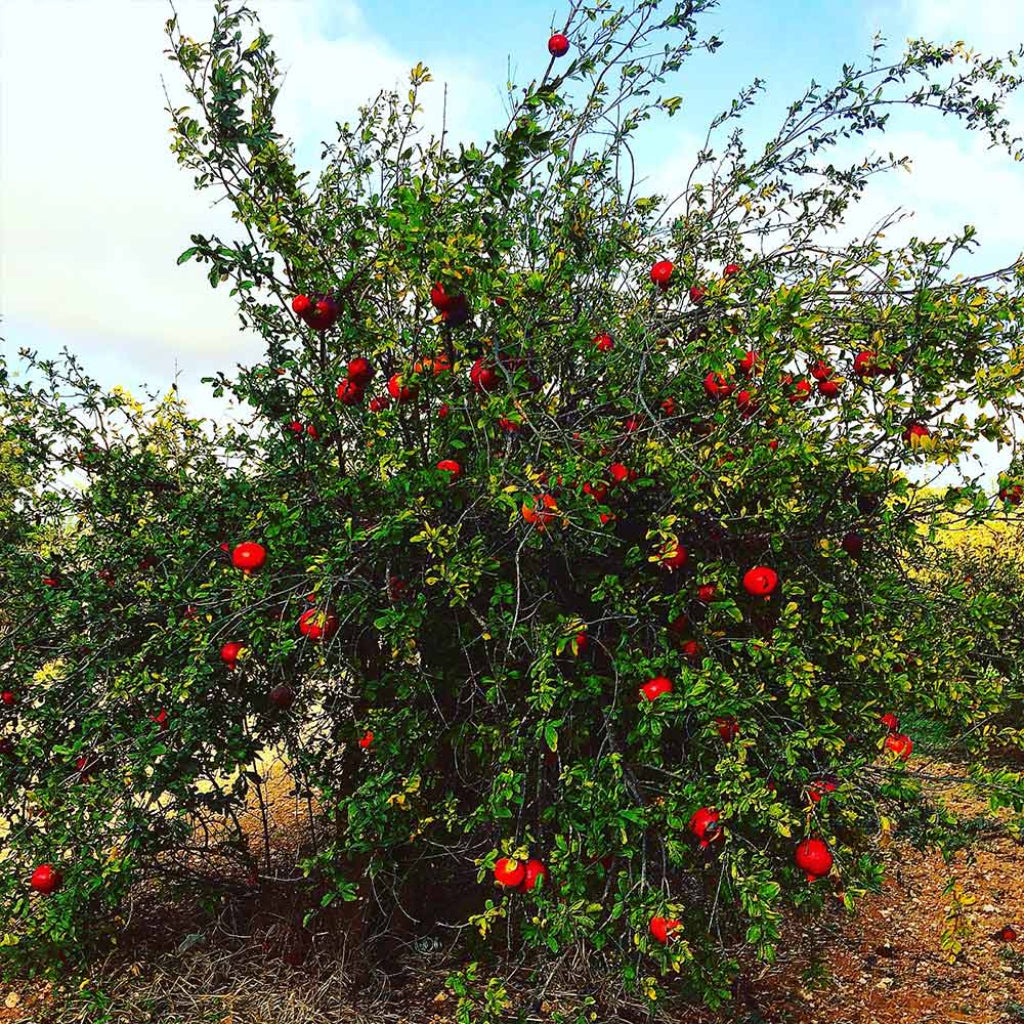 Garden setting featuring Cold Hardy Russian Pomegranate