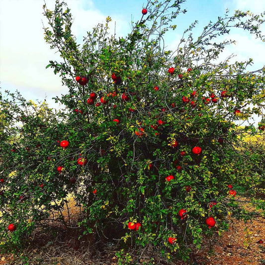Russian 26 Pomegranate Tree – Cold Hardy Live Fruit Tree | Zones 6–9 live plant for landscaping and home gardens
