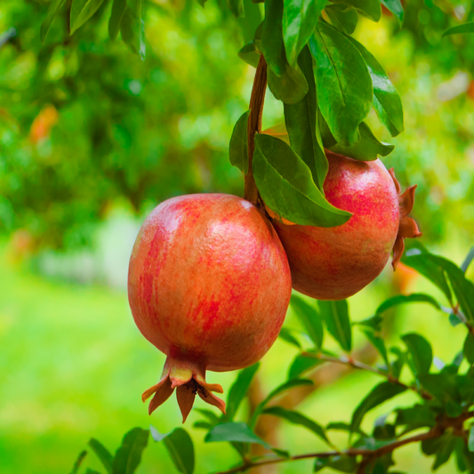 Russian 26 Pomegranate Tree – Cold Hardy Live Fruit Tree | Zones 6–9 live plant for landscaping and home gardens